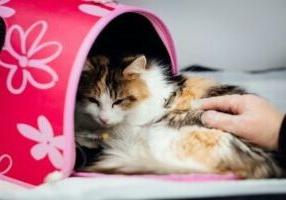 A cat recovering on a medical table.